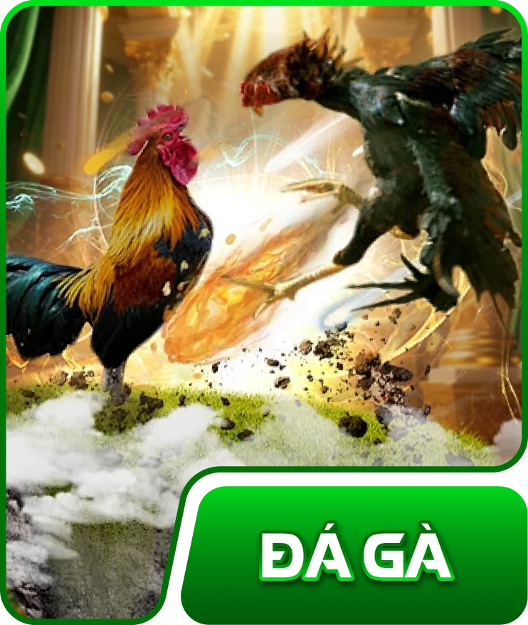 đá gà ok365